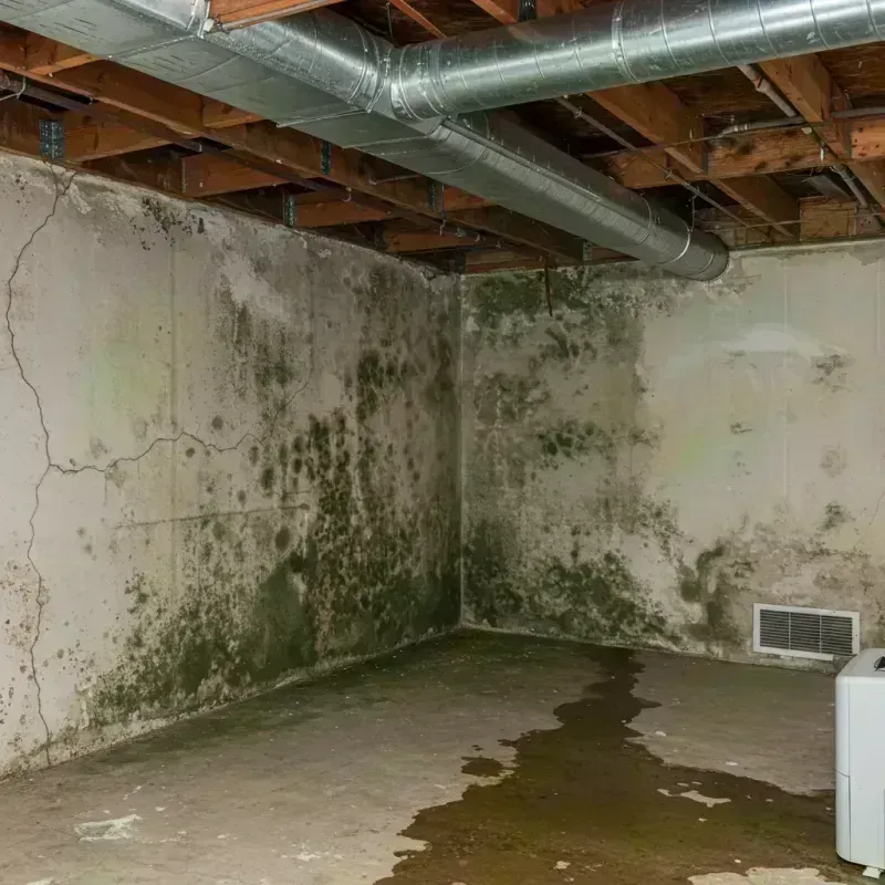 Professional Mold Removal in Fort Bliss, TX